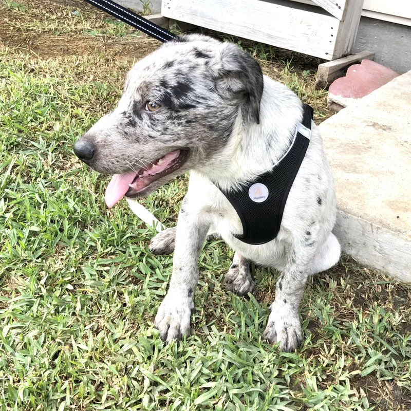A baby medium-sized male Harlequin Shepherd dog named Teddy for adoption in Conroe, TX