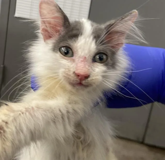 A baby medium-sized female Domestic Long Hair cat named Gambit for adoption in Dallas, TX