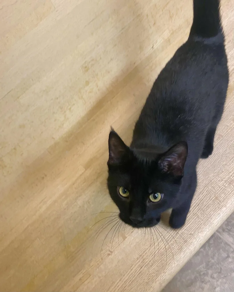 A young medium-sized female Domestic Short Hair cat named Luna for adoption in Fargo, ND