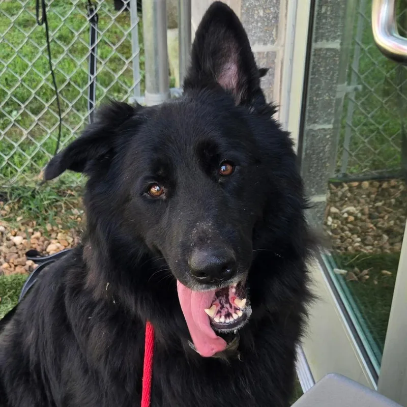 An adult extra large-sized male Yellow / Tan / Blond / Fawn German Shepherd Dog dog named Maverick for adoption in Chattanooga, TN