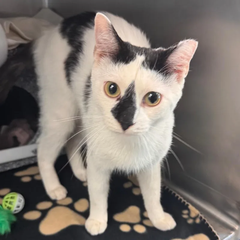 An adult medium-sized male White Domestic Short Hair cat named Domino for adoption in Birdsboro, PA