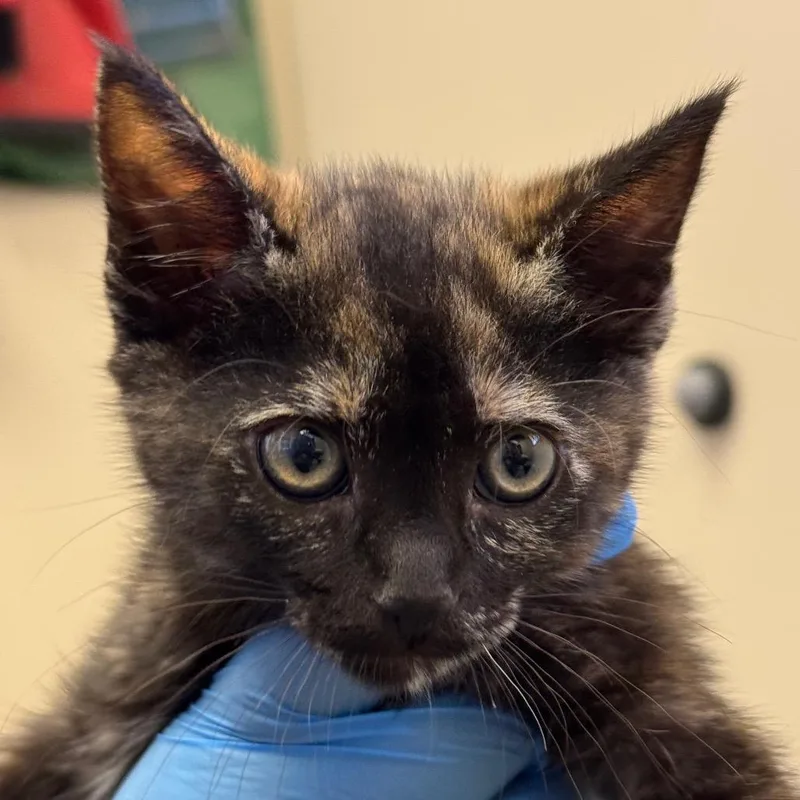 A baby small-sized female Tortoiseshell Domestic Short Hair cat named Bayou for adoption in Santa Barbara, CA
