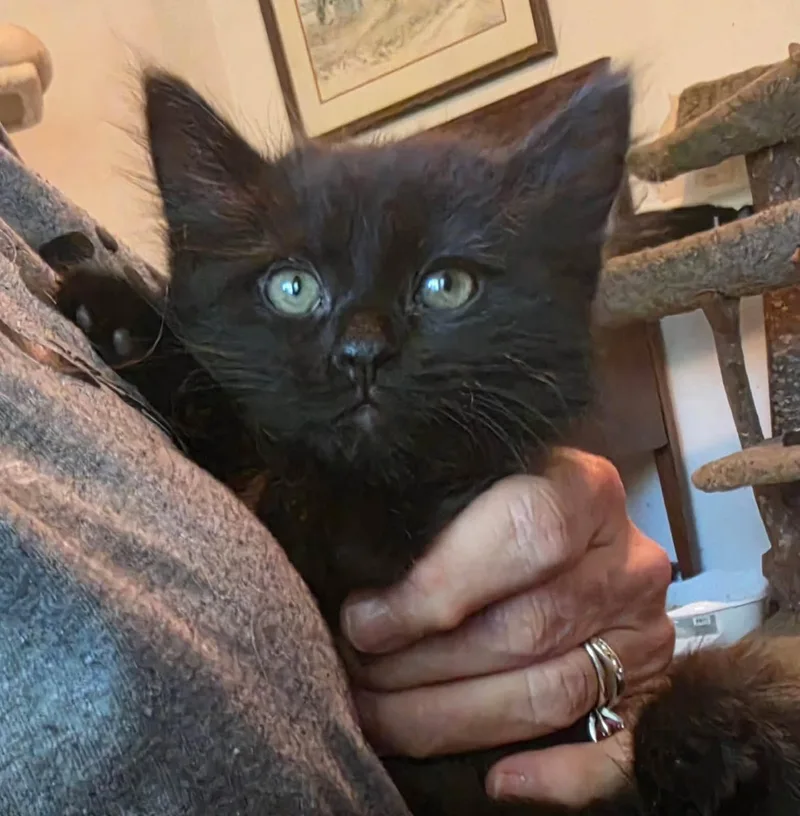 A baby medium-sized male Black Domestic Long Hair cat named Depp for adoption in Concord, NC