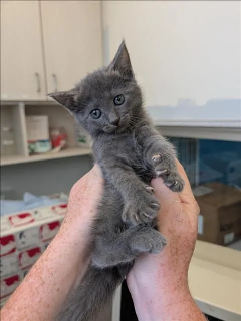 A baby small-sized female Domestic Short Hair cat named Gasket for adoption in Olivehurst, CA