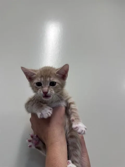 A baby small-sized male Domestic Short Hair cat named Loki for adoption in San Luis Obispo, CA