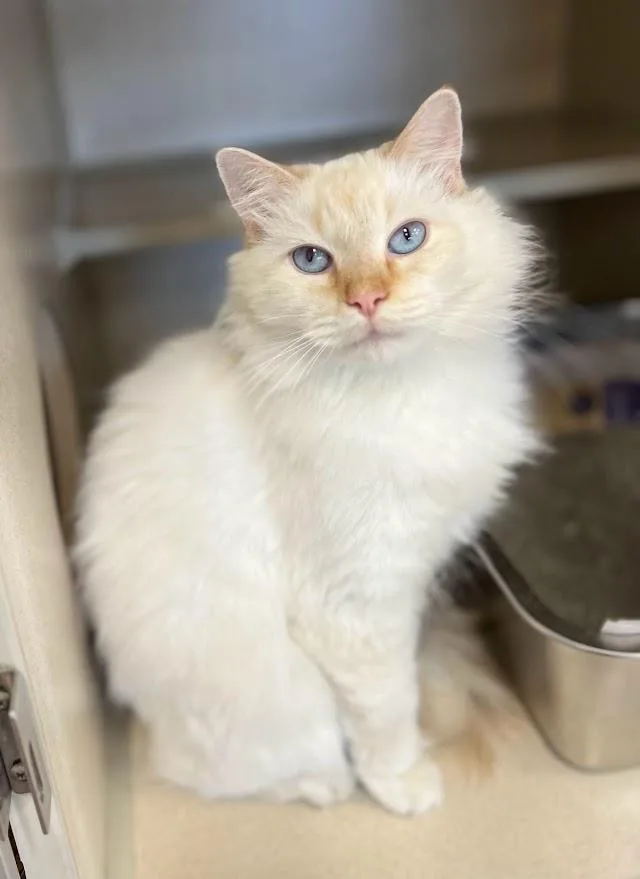 A senior medium-sized female Flame Point Siamese cat named Natali for adoption in New Rochelle, NY