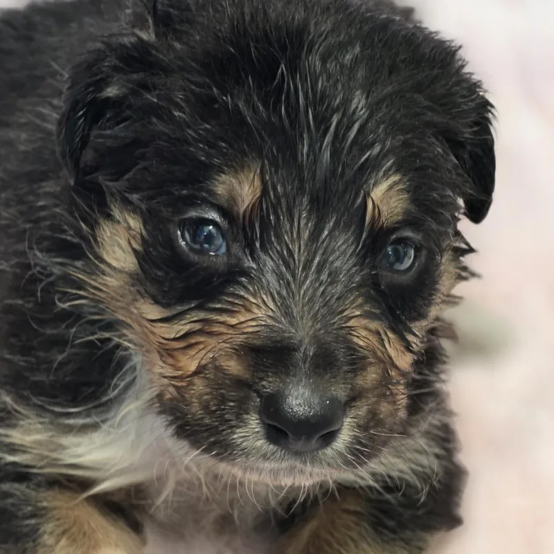 A baby medium-sized male Tricolor (Brown, Black, & White) Border Collie dog named Pine for adoption in Wiggins, MS
