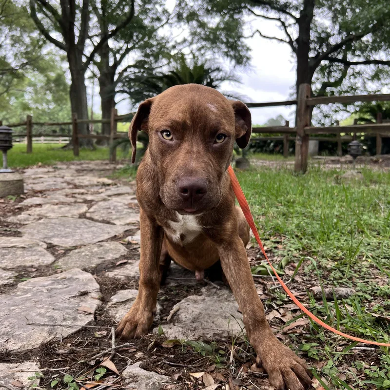 Duke