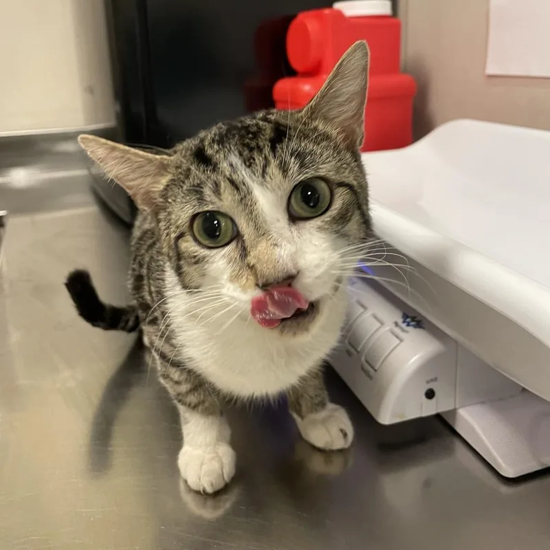 An adult medium-sized male Brown / Chocolate Domestic Short Hair cat named Hoot for adoption in Chicago, IL
