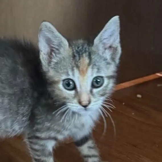 A baby small-sized female Torbie Domestic Short Hair cat named Daphne for adoption in Coralville, IA