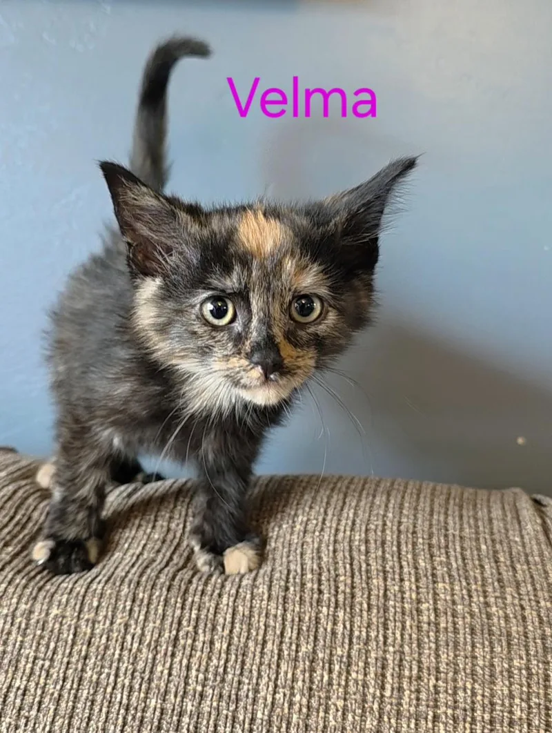 Velma thumbnail 4