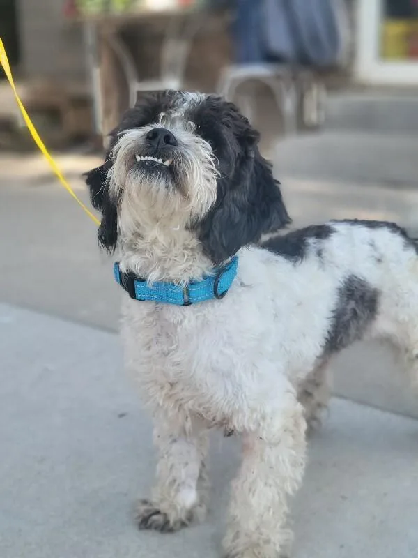 A young small-sized male Poodle dog named Tippy for adoption in Windsor, CO