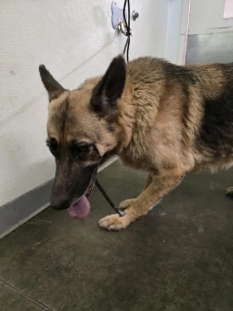 An adult large-sized female German Shepherd Dog dog named Batman for adoption in Los Angeles, CA