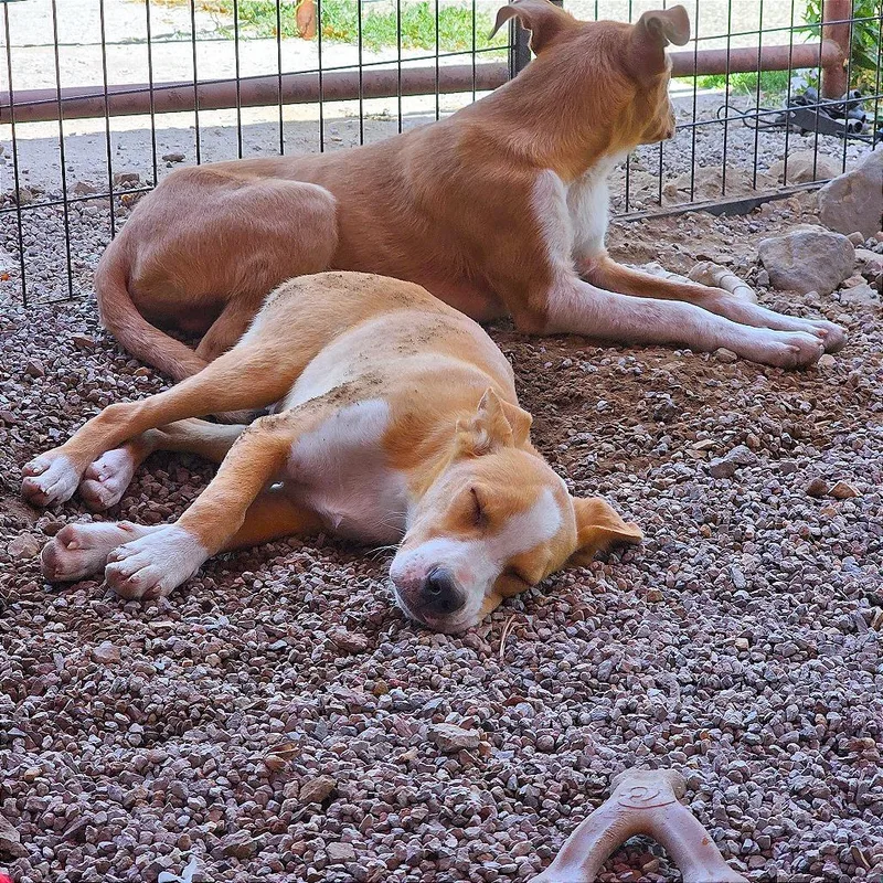 A young medium-sized male Mixed Breed dog named Dennis for adoption in Reno, NV