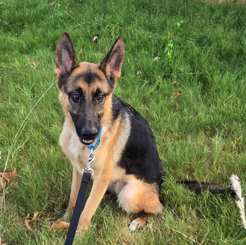 An adult medium-sized male German Shepherd Dog dog named Francis for adoption in Dallas, TX