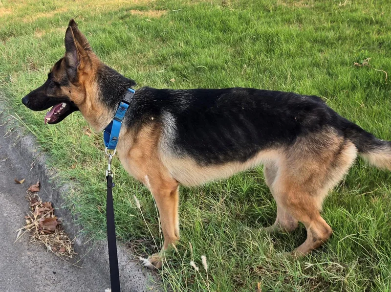 Francis thumbnail 4