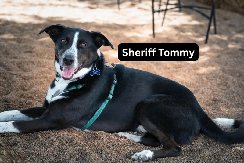 Sheriff Tommy thumbnail 2