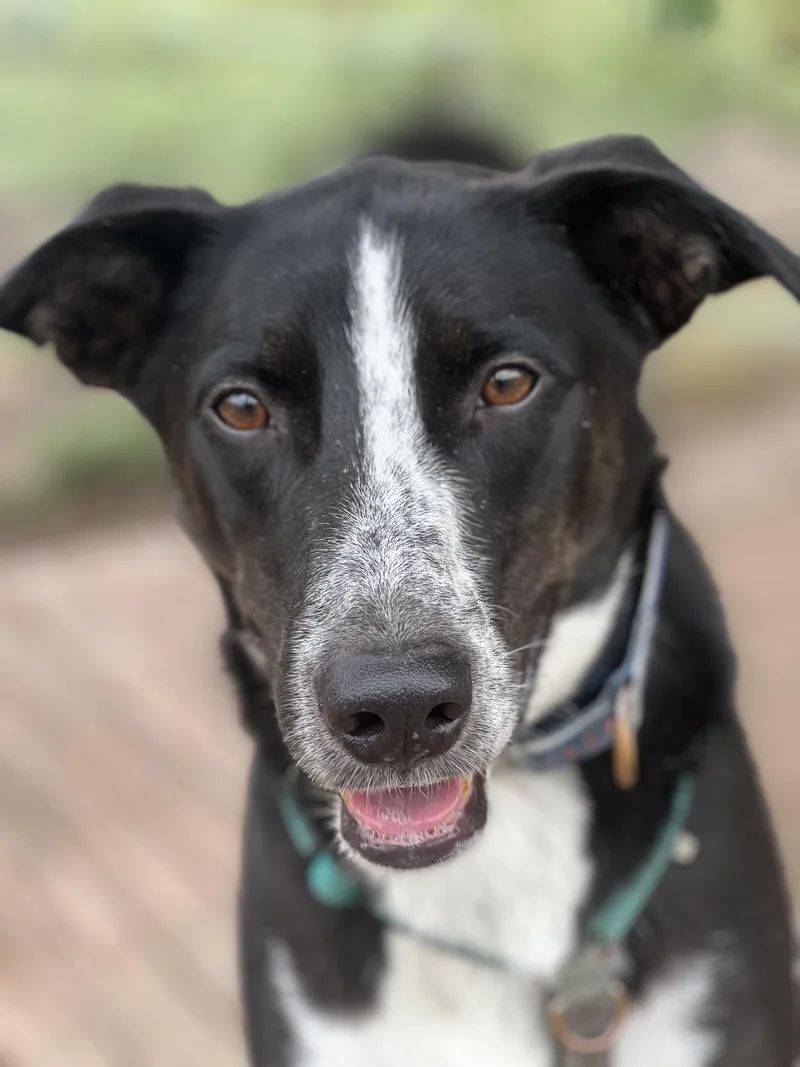 Sheriff Tommy thumbnail 3