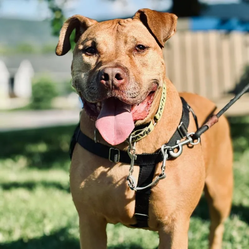 An adult medium-sized male Mixed Breed dog named Wallaby for adoption in State College, PA