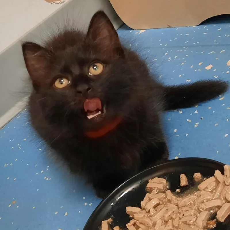 A baby small-sized female Black Domestic Medium Hair cat named Vespera for adoption in Watertown, NY