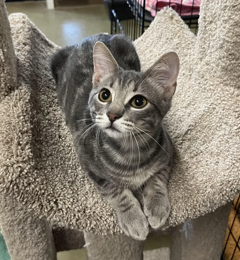 A baby small-sized male Gray / Blue / Silver Tabby cat named Taz for adoption in Hillsboro, TX