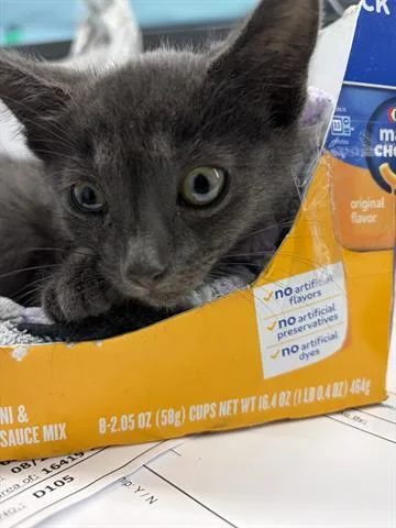 A baby small-sized male Domestic Short Hair cat named Bucky for adoption in San Martin, CA