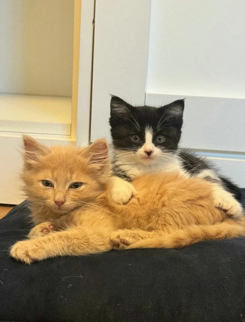 A baby medium-sized female Extra-Toes Cat / Hemingway Polydactyl cat named Mittens for adoption in Campbell, CA