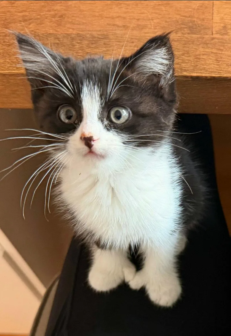 Mittens thumbnail 2