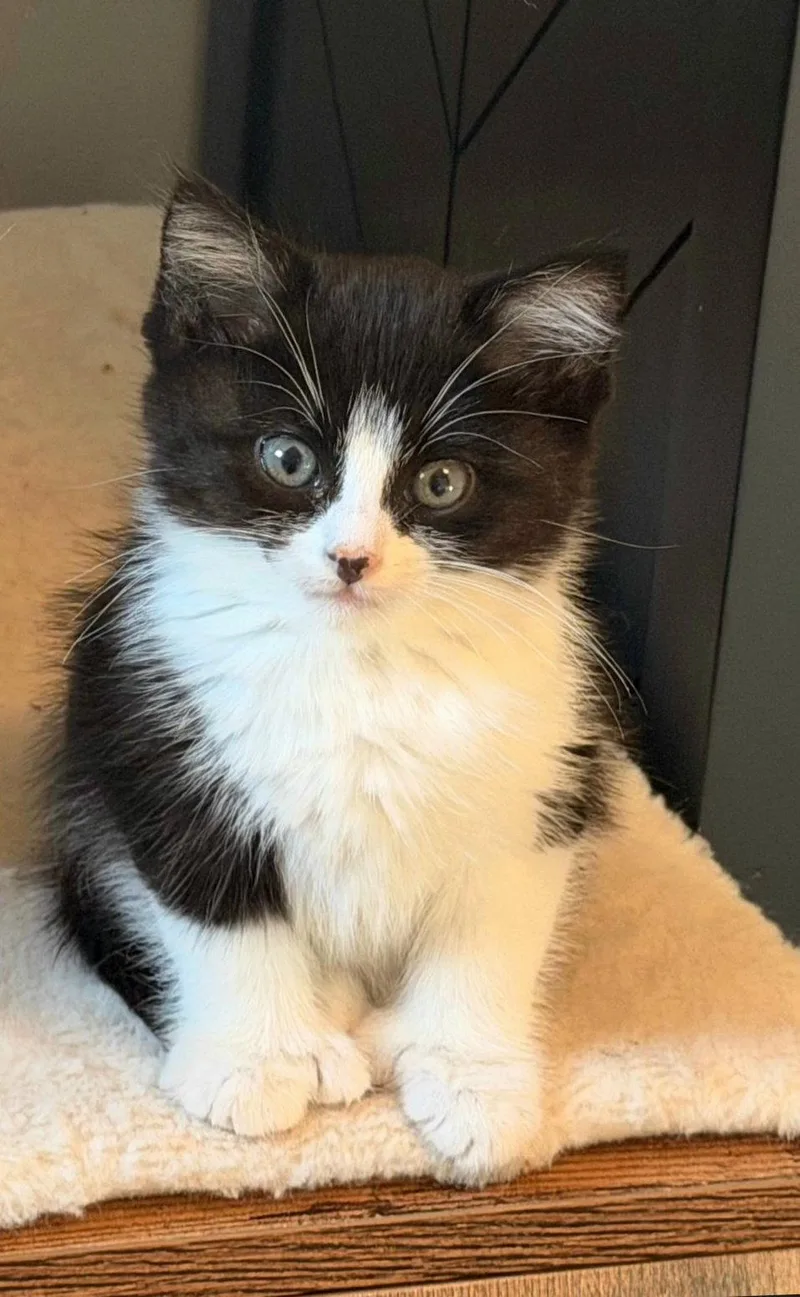 Mittens thumbnail 3