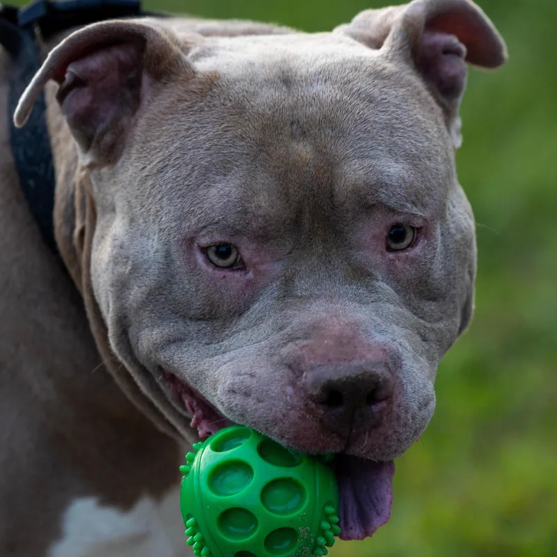 An adult large-sized male American Bulldog dog named Meatwad for adoption in Detroit, MI