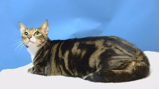 A young medium-sized male Domestic Short Hair cat named Maxx for adoption in Gardena, CA