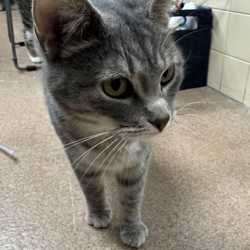 A baby small-sized female Gray & White Domestic Short Hair cat named Mixie for adoption in Waterloo, IA