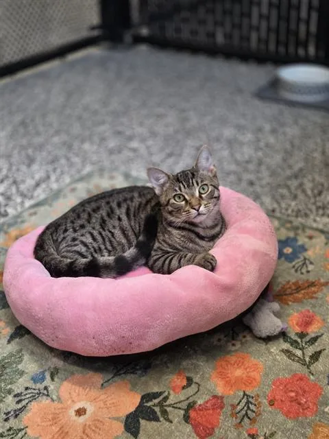 A young medium-sized male Domestic Short Hair cat named Quincy for adoption in Palmetto, FL