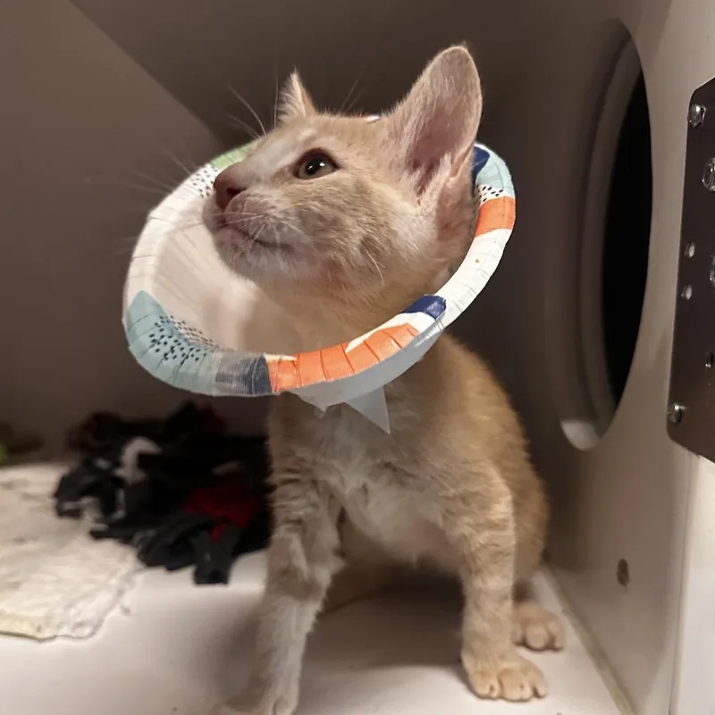 A baby small-sized male Buff / Tan / Fawn Domestic Short Hair cat named Birthday Cake for adoption in Dearborn, MI