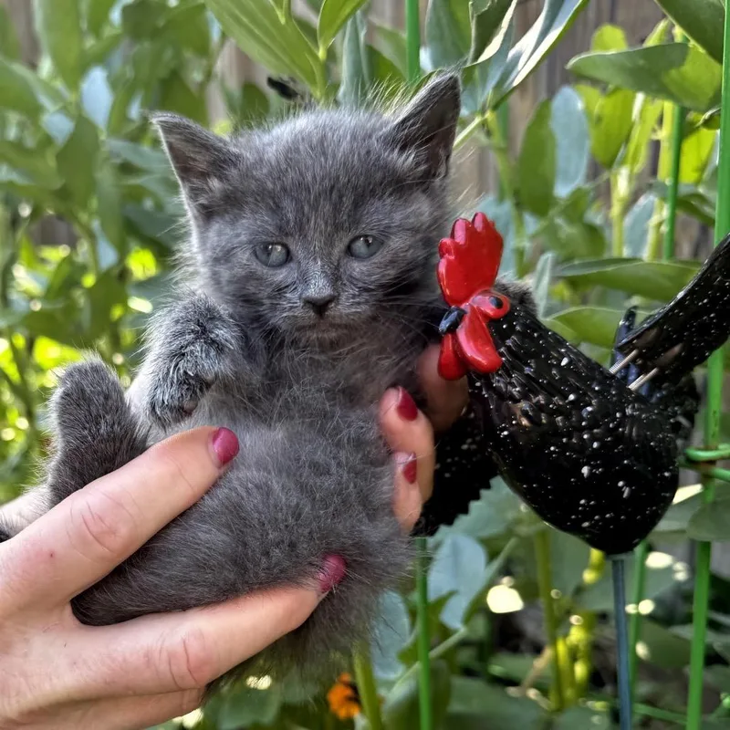 A baby small-sized male Gray / Blue / Silver Domestic Short Hair cat named Dylan for adoption in Woodbridge, VA