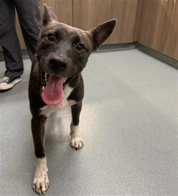 A young large-sized male Staffordshire Bull Terrier dog named Chuck for adoption in Baytown, TX