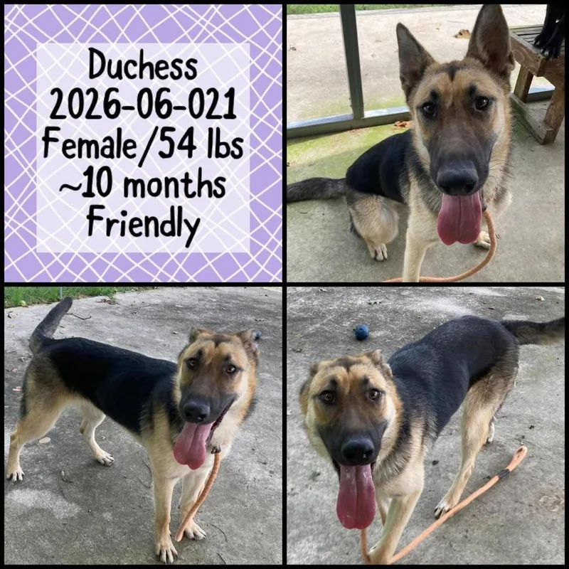 A baby medium-sized female German Shepherd Dog dog named Duchess for adoption in Winder, GA