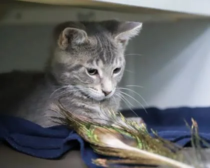 A baby small-sized male Domestic Short Hair cat named Pinwheel for adoption in West Seneca, NY
