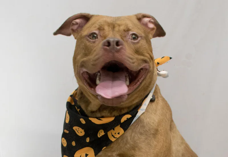 A young large-sized male Brindle Terrier dog named Jeff for adoption in Sanford, FL