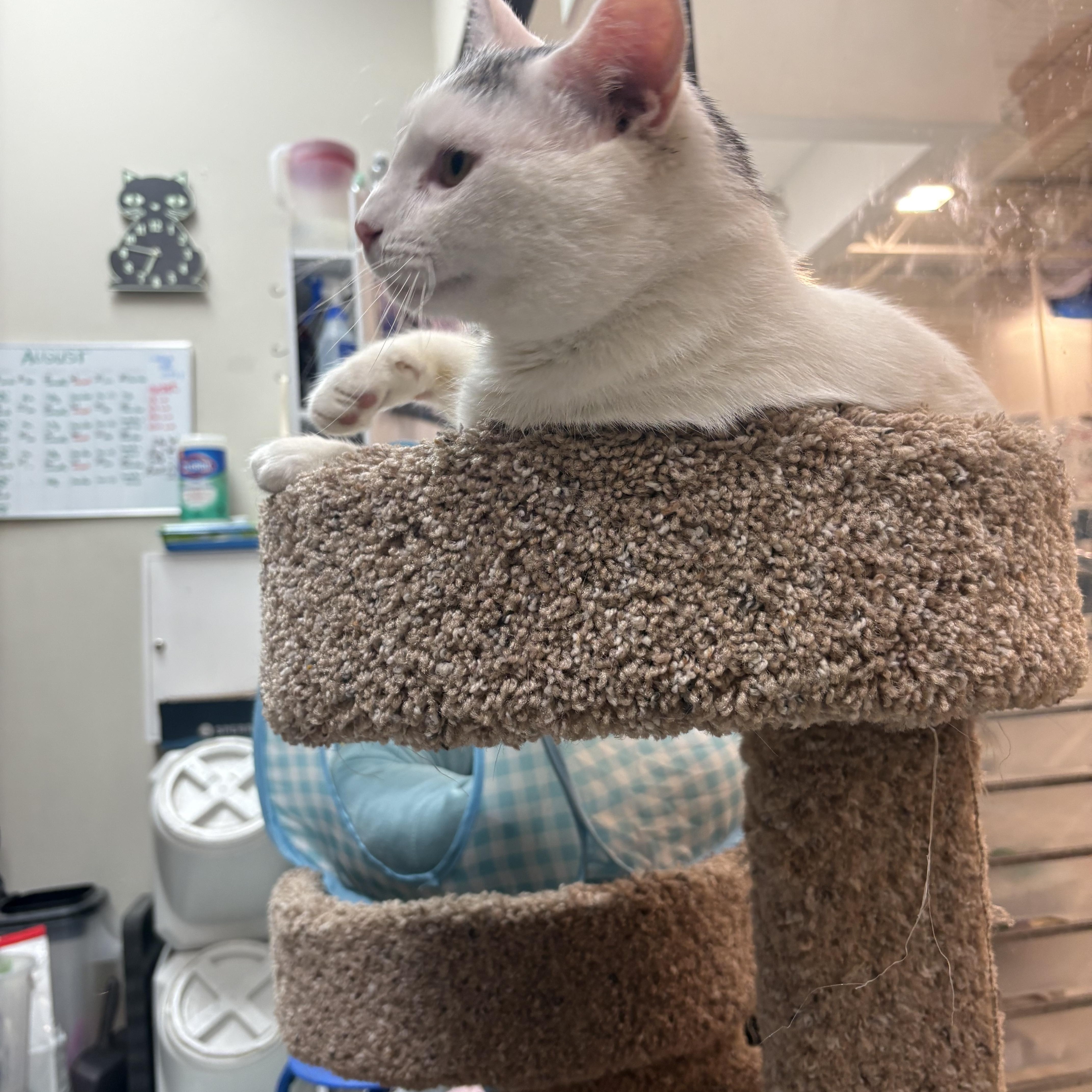 An adult medium-sized male Gray & White Domestic Short Hair cat named Cricket for adoption in Mayfield, NY
