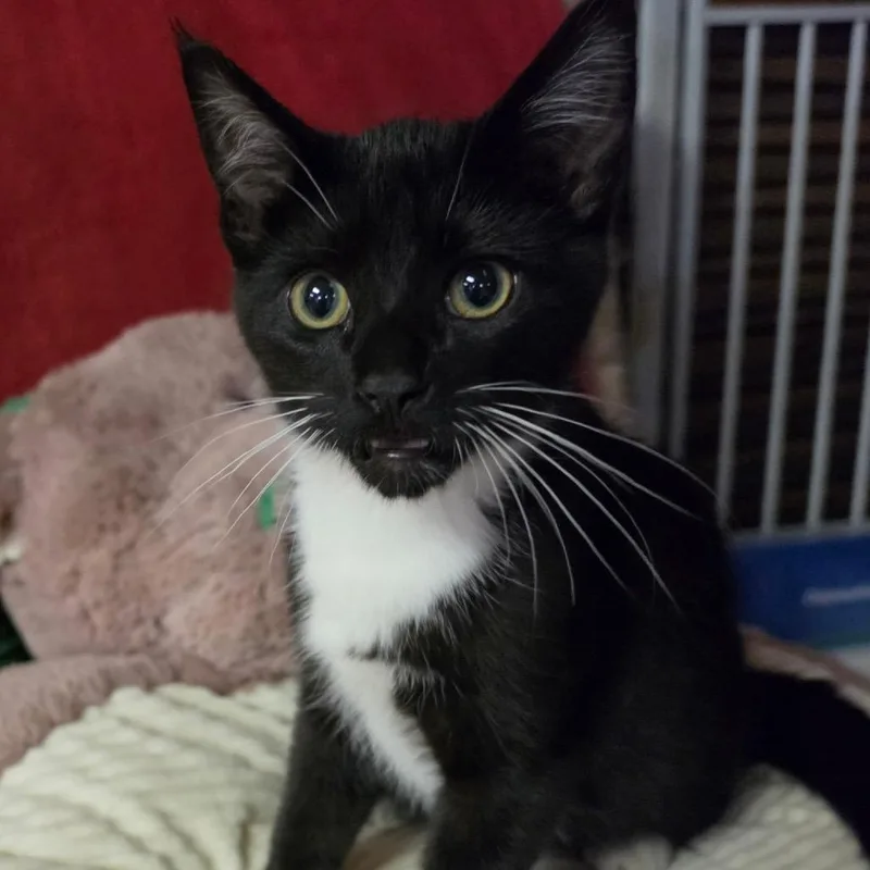 A baby medium-sized male Black & White / Tuxedo Domestic Short Hair cat named Flash for adoption in Graham, WA