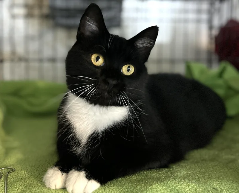 An adult medium-sized female Black & White / Tuxedo Domestic Short Hair cat named Reva for adoption in Avon Lake, OH