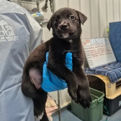 A baby medium-sized female Labrador Retriever dog named Dreamfyre for adoption in Morton Grove, IL