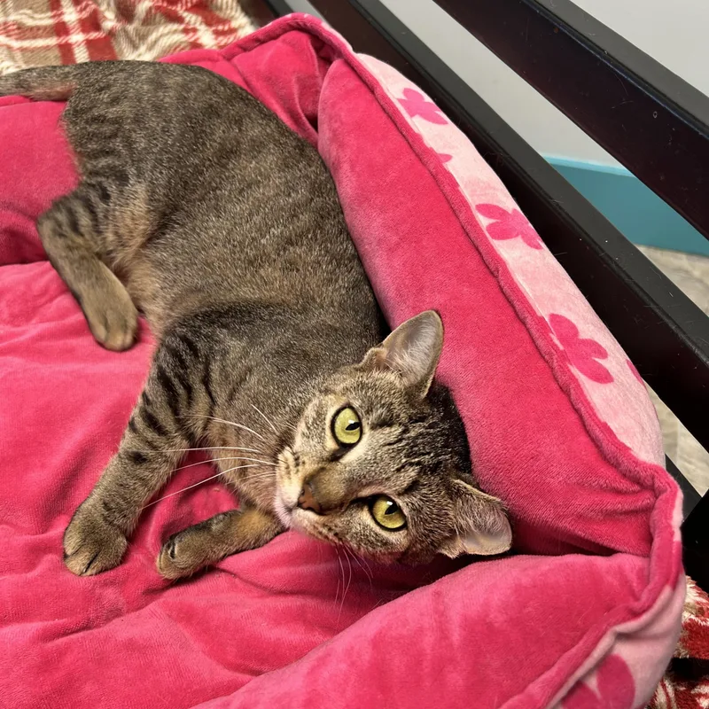 A young medium-sized female Tabby cat named Natalie for adoption in Grand Rapids, MI