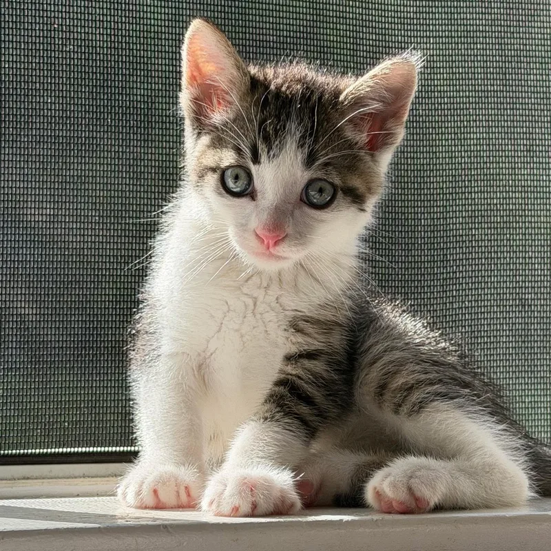 A baby medium-sized male Tabby (Gray / Blue / Silver) Tabby cat named Little Orphan Andy for adoption in San Juan Capistrano, CA