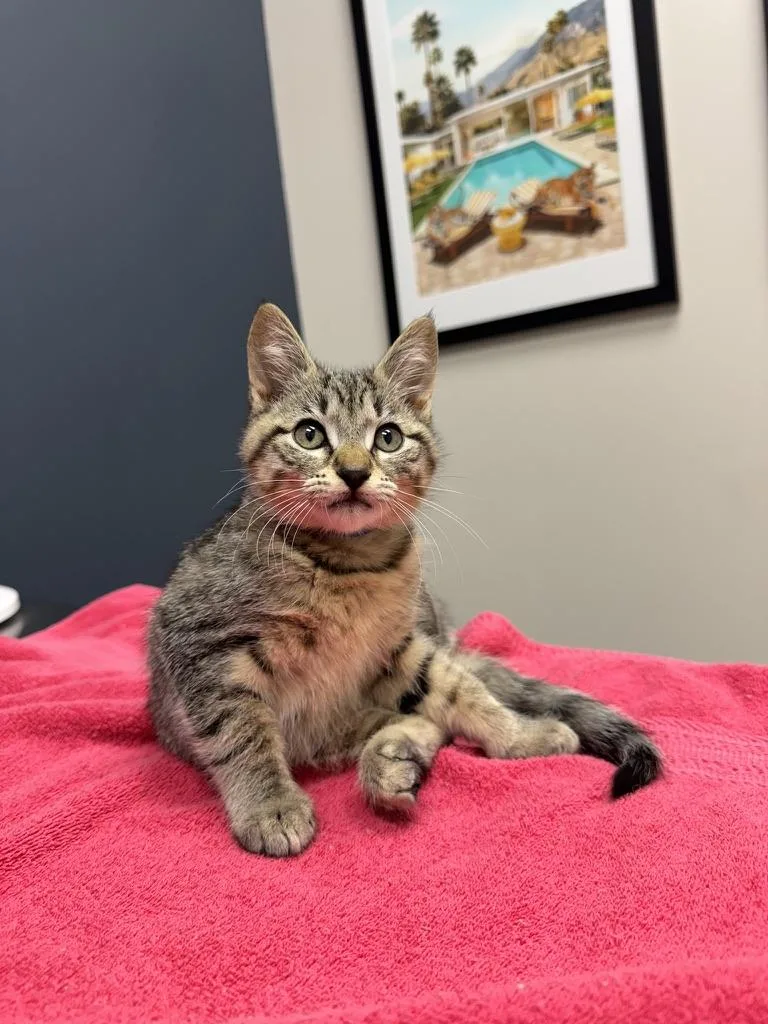 A baby medium-sized male Tabby (Brown / Chocolate) Domestic Short Hair cat named Charlie & Boa for adoption in Emeryville, CA