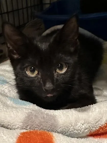 A young small-sized male Domestic Short Hair cat named Daifuku for adoption in Phoenix, AZ