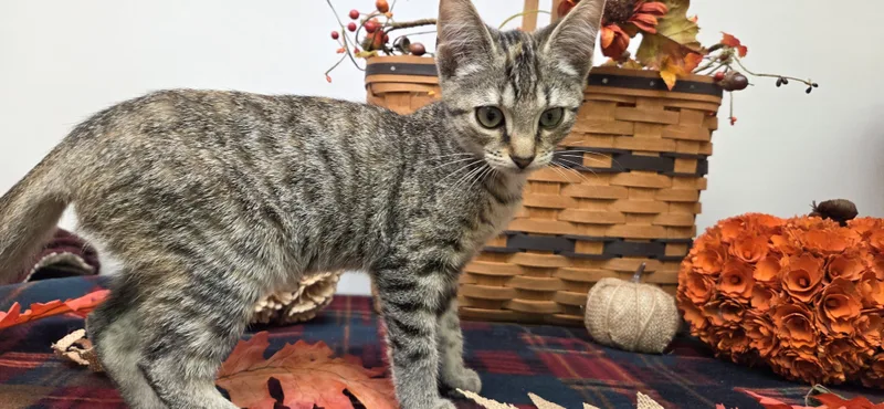 A baby small-sized female Torbie Domestic Short Hair cat named Tiger B for adoption in Hartville, OH