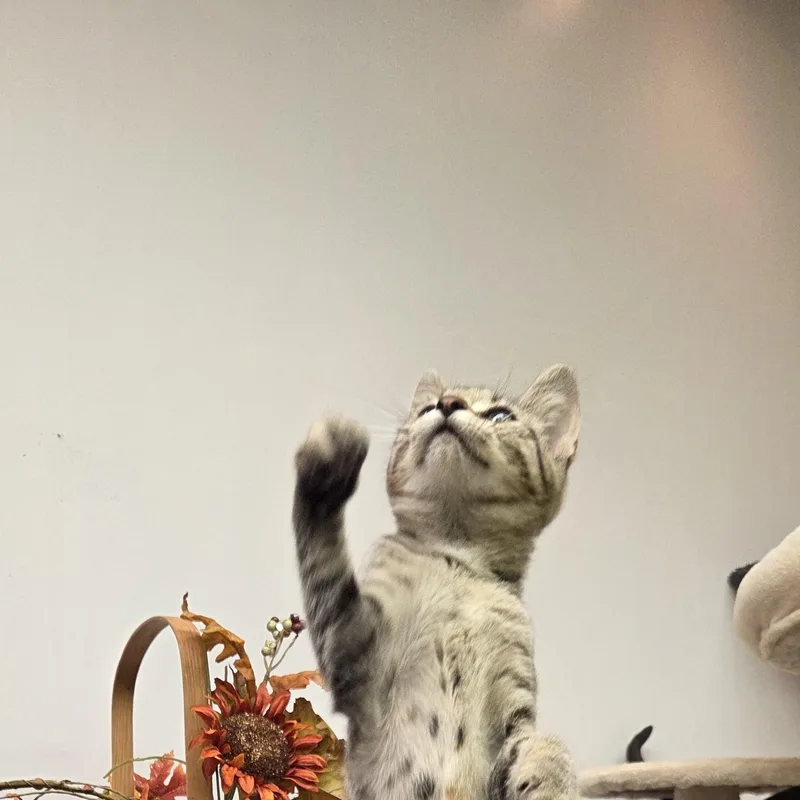 Tiger B thumbnail 2