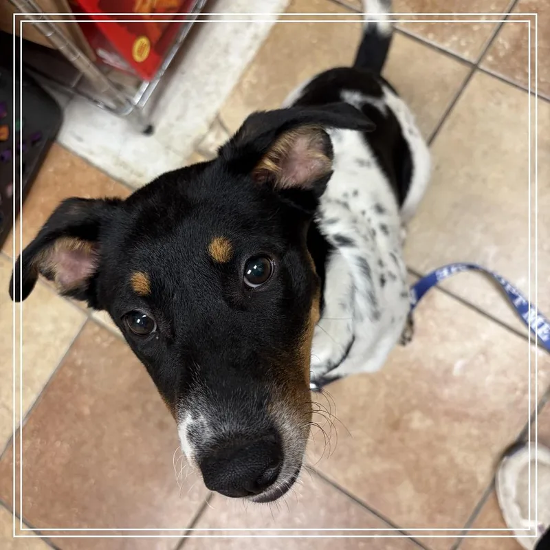 A baby small-sized female White / Cream Cattle Dog dog named FWT Lilly for adoption in Midland, TX